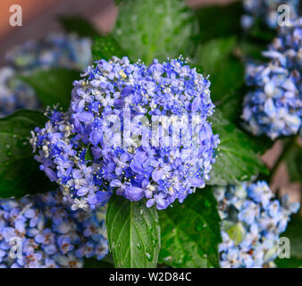 Ajisai Blume (Hydrangea) blühen im Frühjahr und Sommer am Botanischen Garten. Stockfoto