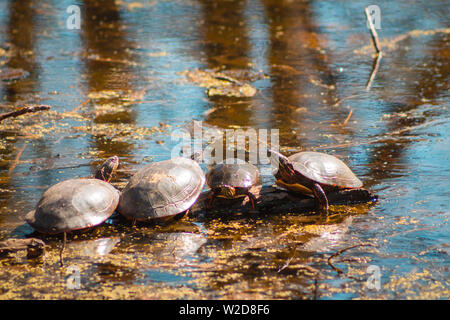 Vier Schildkröten auf einem Baumstamm in einem Teich Stockfoto