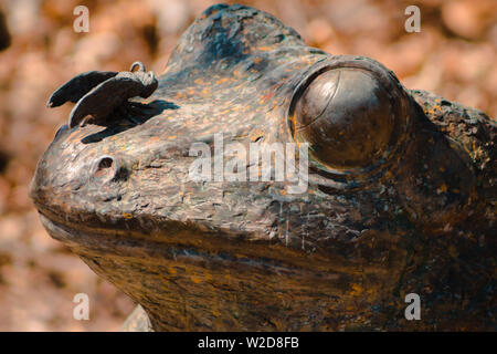 Frosch Statue mit einem Fehler auf der Nase in der Frederik Meijer Gardens in Grand Rapids Michigan Stockfoto