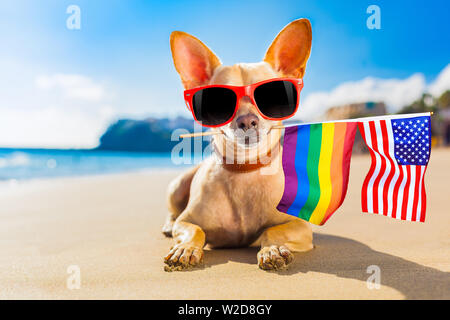 Chihuahua Hund am Strand im Sommer Urlaub Ferien, mit cooler Sonnenbrille und Rainbow LGBT-Flag für Gay Pride Stockfoto