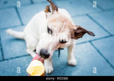 Hund auf Sommerferien Urlaub in der Stadt essen und lecken Eis in Kegel Waffel Stockfoto