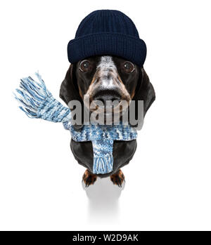 Einfrieren dackel Wurst Hund mit Wolle Schal und Mütze im Winter oder Herbst, auf weißem Hintergrund Stockfoto