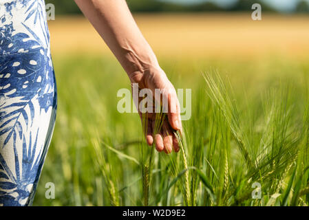 Frau läuft Ihre Hand durch reifenden Weizen in einem Feld, die Nahaufnahme. Stockfoto