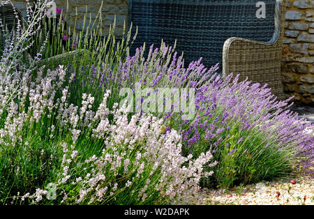 Blüte weiss und lila Lavendel Blumen im Garten, Lot, Frankreich Stockfoto