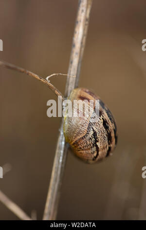 Schnecke auf dem Zweig Stockfoto