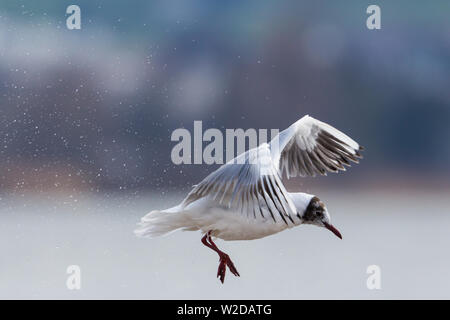 Close-up Lachmöwe (Larus ridibundus) im Flug, Landung Stockfoto