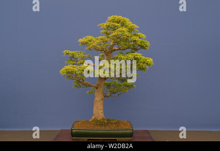 Bonsai Baum auf Anzeige in London Stockfoto