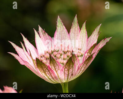 Nahaufnahme der rosa Blüten von astrantia Roma Stockfoto