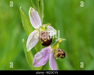 Nahaufnahme der Blumen der Bienen-ragwurz Ophrys apifera Stockfoto