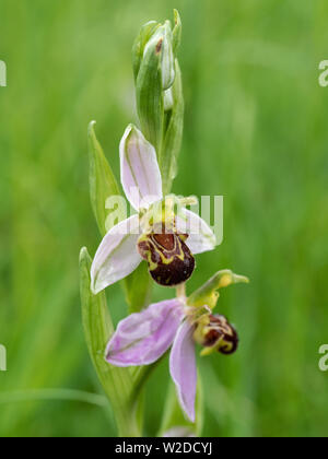 Nahaufnahme der Blumen der Bienen-ragwurz Ophrys apifera Stockfoto