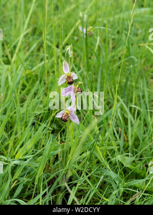 Eine einzelne Bienen-ragwurz Ophrys apifera in der Langen wiese gras Stockfoto