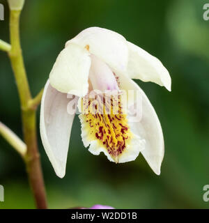 Eine Nahaufnahme von einer einzigen Blume der Bletilla winterharte Orchideen Penway Rainbow Stockfoto