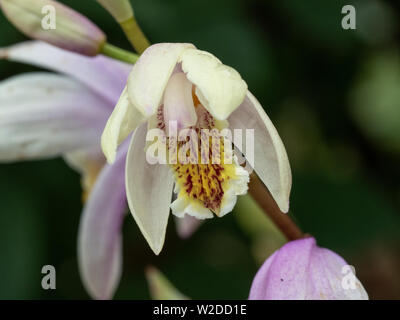 Eine Nahaufnahme von einer einzigen Blume der Bletilla winterharte Orchideen Penway Rainbow Stockfoto