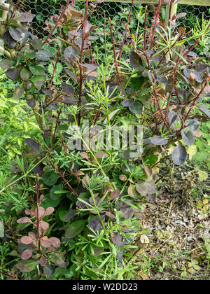 Der gemeinsame Garten Unkraut Hackmesser durch Sträucher in einer Grenze wachsenden Stockfoto