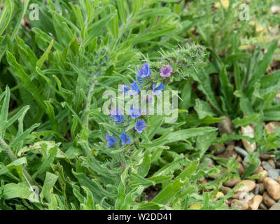 Nahaufnahme der Blumen ans Laub von Echium vulgare - Vipers Bugloss Stockfoto