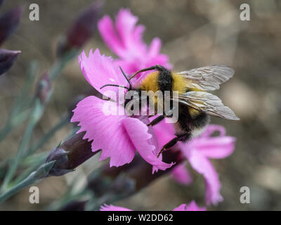 Eine Nahaufnahme von einem Garten bumble bee Fütterung auf ein rosa Dianthus Blume Stockfoto