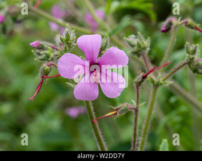 Eine Nahaufnahme von einem einzigen tiefen rosa Blume von Geranium palmatum Stockfoto