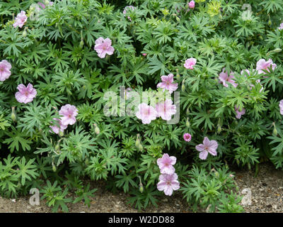 Eine große Anlage von Geranium sanguineum Striatum zeigt die rosa Blüten und der tief Laub Stockfoto