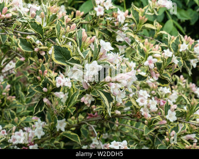 Eine Bush von weigela Florida variegata der sehr blass rosa Blumen und bunte Laub Stockfoto