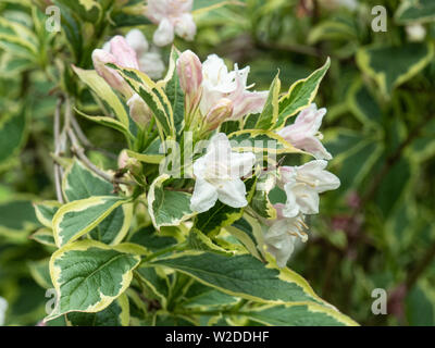 Eine Nahaufnahme der Zweigniederlassung Weigela Florida variegata der sehr blass rosa Blumen und bunte Laub Stockfoto