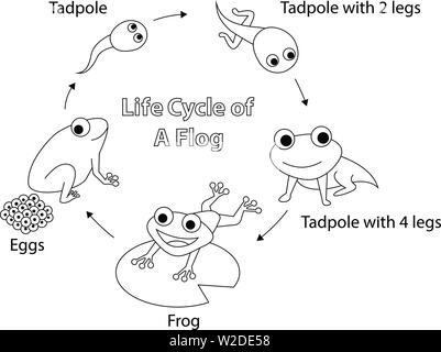 Lebenszyklus eines Frosches zum Färben, vector art design Stock Vektor