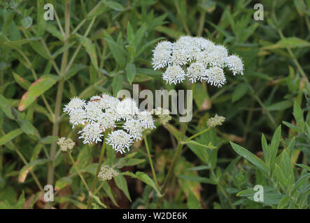 Nahaufnahme der Heracleum sphondylium, allgemein bekannt als scharfkraut, gemeinsame scharfkraut oder Cow parsnip Stockfoto