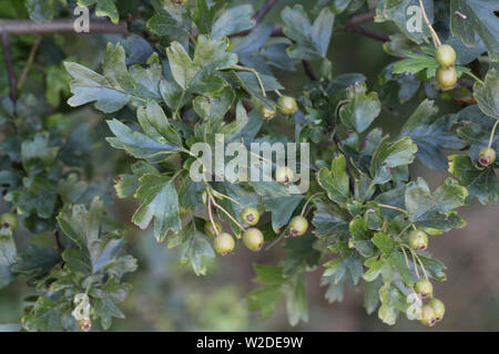 Nahaufnahme der gemeinsamen Weißdorn oder einzelne hawthorn gesät (Rosa moschata) Blätter Stockfoto