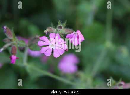 In der Nähe von red Campion oder Rot catchfly (Silene dioica) Blume blühen im Frühling Stockfoto