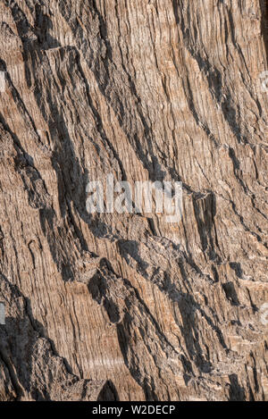 Obwohl diese sieht aus wie Sedimentgestein Es ist eigentlich der Stamm eines teilweise morschen Baum im Sturm riss. Stockfoto