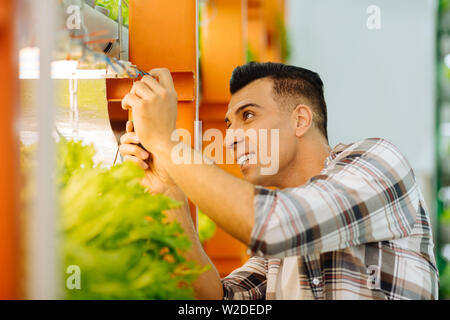 Agronom hängenden Salat im Gewächshaus in Töpfen Stockfoto