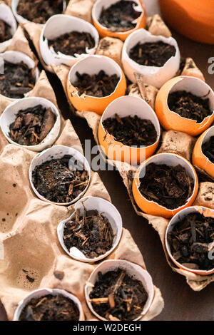 Starten Samen in Eierschalen für Frühjahr einpflanzen. Stockfoto