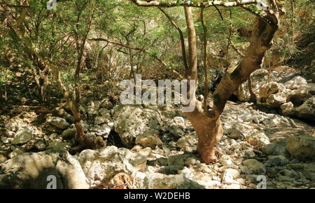 Trail in Kollita Schluchten (Moudriano, Poros, Moundros Schlucht), Kreta in Griechenland Stockfoto