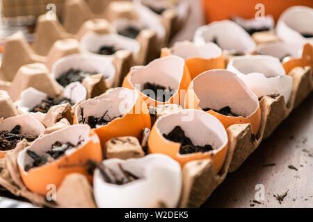 Starten Samen in Eierschalen für Frühjahr einpflanzen. Stockfoto