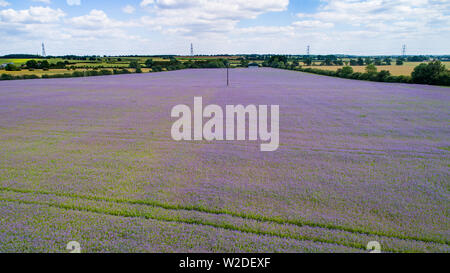 Bild zeigt ein Feld von blau Borretsch in der Nähe von Huntingdon, Cambs, in dieser Woche (3. Juli). Felder der schönen blauen Borretsch blühen in der Sonne, als eine wachsende Anzahl von britischen Landwirte sind jetzt wächst das Kraut eine steigende Nachfrage nach Öl zu erfüllen. Teile der Blauen sternförmige Blüten blühen über Großbritannien und wird bald geerntet werden, Borretschöl, die mit Bedingungen, einschließlich der Bedingungen, Arthritis, Neurodermitis und rosacea helfen können. Borretsch ist eine ausgezeichnete Quelle von gamma-Linolensäure (GLA), eine Fettsäure, die anti-entzündliche und wird als Star flower Kapseln verkauft oder in Hautcremes verwendet. Das Arzneimittel Stockfoto