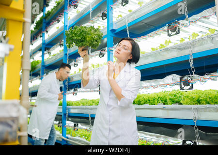 Professionelle Landwirte arbeiten im Gewächshaus Anbau Kopfsalat Stockfoto