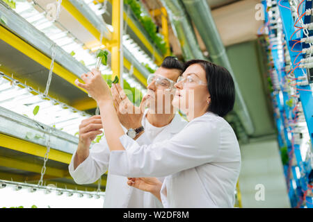 Mann und Frau tragen weiße Mäntel arbeiten im Gewächshaus Stockfoto