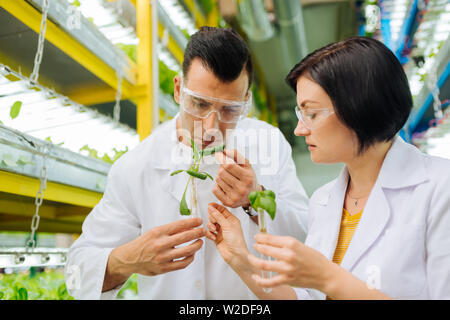 Landwirt arbeiten mit Kollegen während der Aussaat Grüns Stockfoto