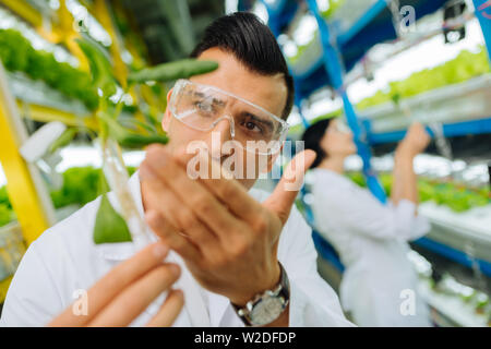 Dark-eyed Landwirt tragen Watch an Hand Bepflanzung grünen Stockfoto