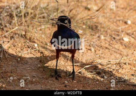 Blue Bird mit Zweigen in den Schnabel in Samburu Park Kenia Stockfoto