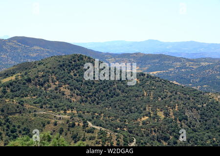 Olivenplantagen auf Kreta, Griechenland in Europa Stockfoto