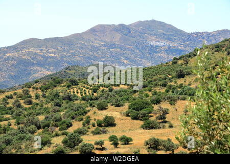 Olivenplantagen auf Kreta, Griechenland in Europa Stockfoto