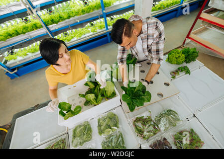 Mann und Frau Verpackung Salat nach dem Pflanzen im Gewächshaus Stockfoto