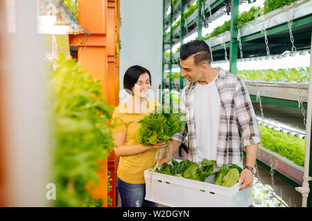 Hilfreich mann Unterstützung Frau sammeln Salat im Gewächshaus Stockfoto