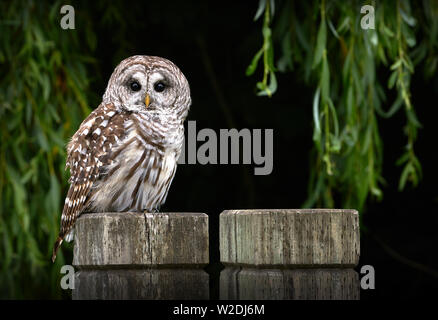 Eule auf Post ausgeschlossen. Eine gesperrte Eule beobachten von auf einem Zaunpfahl. Stockfoto