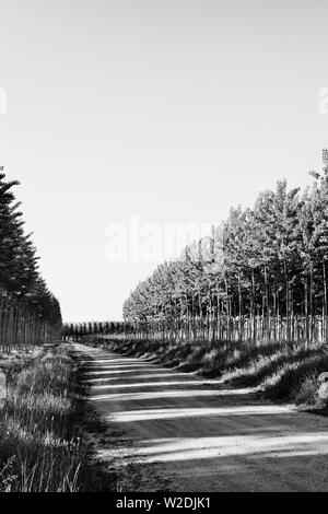 Reihen von Aspen Bäume - pappel - an einem sonnigen Tag, lange, unbefestigte Straße zwischen den Reihen, schöne Liegewiese mit Gras, kontrastreiche Licht Stockfoto