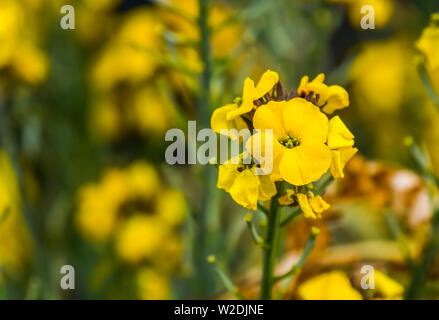 Makro Nahaufnahme von einem gelben Mauerblümchen blühen, beliebte gepflegten Garten Pflanzen aus Europa, Natur Hintergrund Stockfoto
