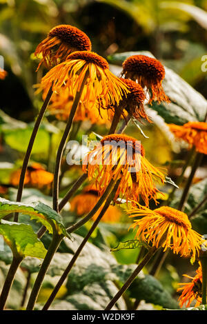 Mehrere telekia speciosa Blumen (heartleaf ox-eye oder Gelb ox-eye Daisy), Daisy-wie Blume Kopf mit Gelben Strahlen und großen Abgeflachten orange Cent Stockfoto