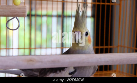 Eine Warnung grauer Nymphensittich in einem Käfig, hinter einer hölzernen Stange stehen. Stockfoto