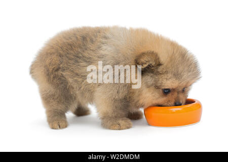 Kleines pomeranian Welpen essen mit gelben Schüssel auf weißem Hintergrund Stockfoto