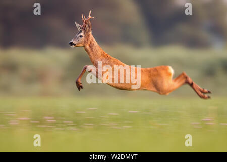 Rehe buck springen hoch im Sommer Natur beim schnellen Laufen Stockfoto